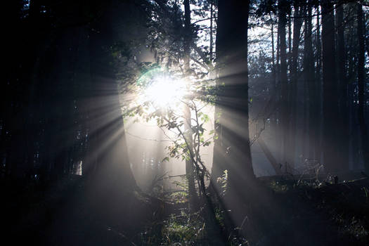 Woodland Rays 4