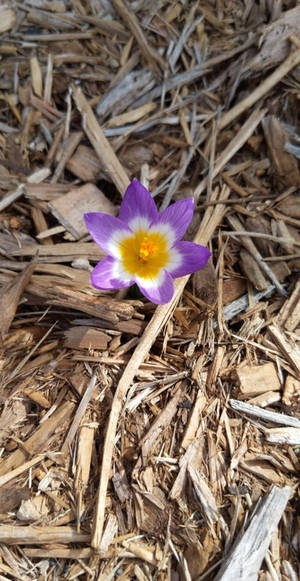 Purple Crocus