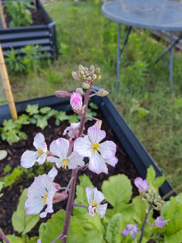 Dragontail Radish Flowers