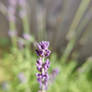 Lavender Detail