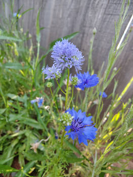 Blue Thimble Flower and Bachelor Button