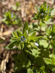 Corn Speedwell