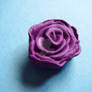 Purple rose