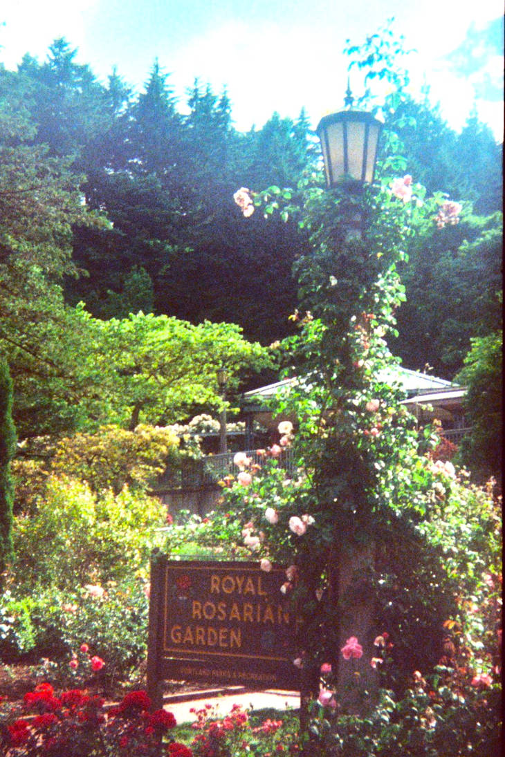 Royal Roses by AtomicColor on DeviantArt