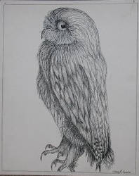 Owl Study