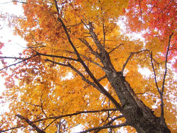 Bright Leaves