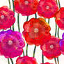 Seamless pattern of poppies