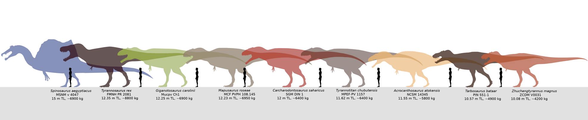 Giant predatory dinosaurs comparison. by Franoys on DeviantArt