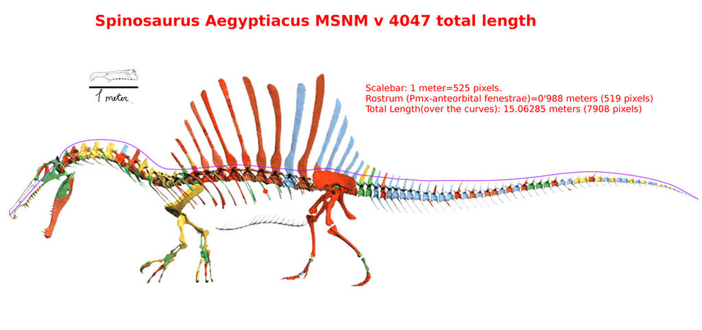 Spinosauruslength by Franoys