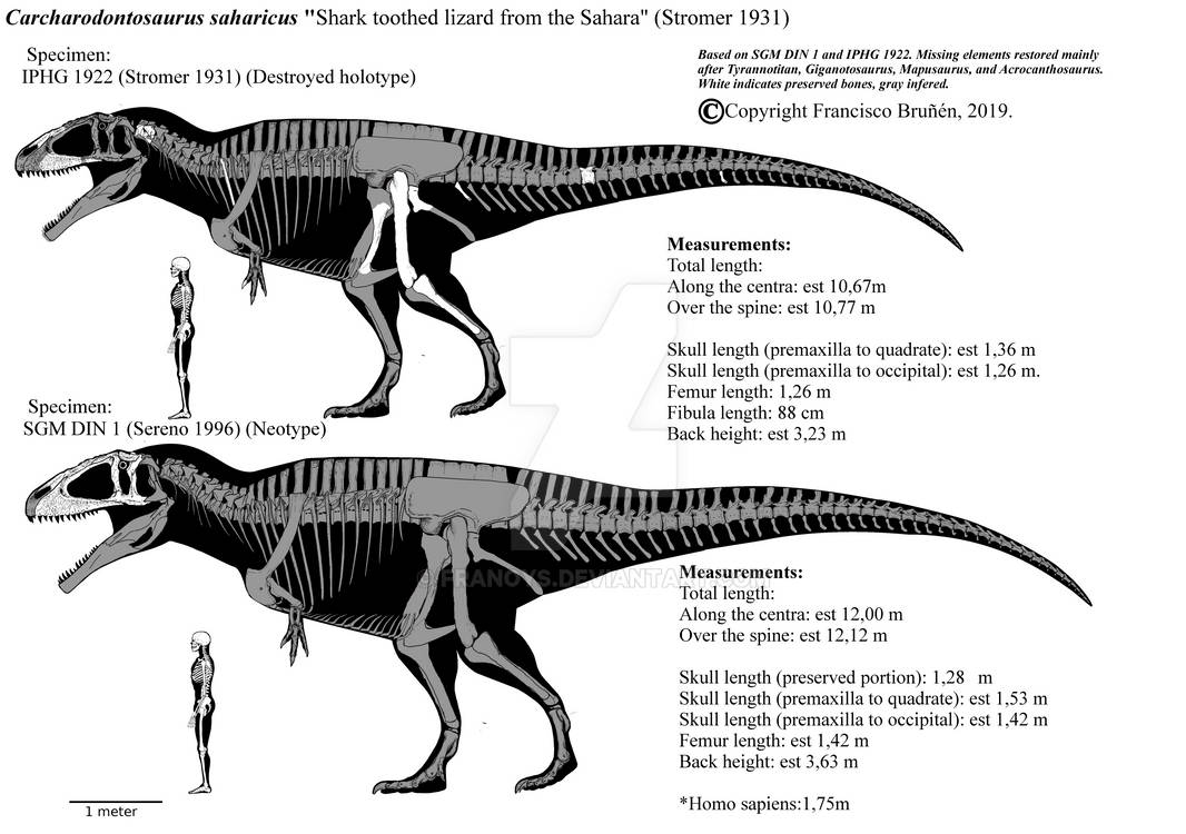 Carcharodontosaurus saharicus skeletals. MKlll by Franoys