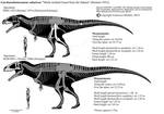 Carcharodontosaurus saharicus skeletals. MKlll