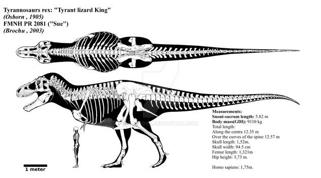 Tyrannosaurus rex skeletal diagram (FMNH PR 2081)