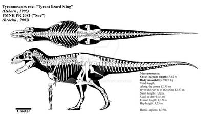 Tyrannosaurus rex skeletal diagram (FMNH PR 2081)