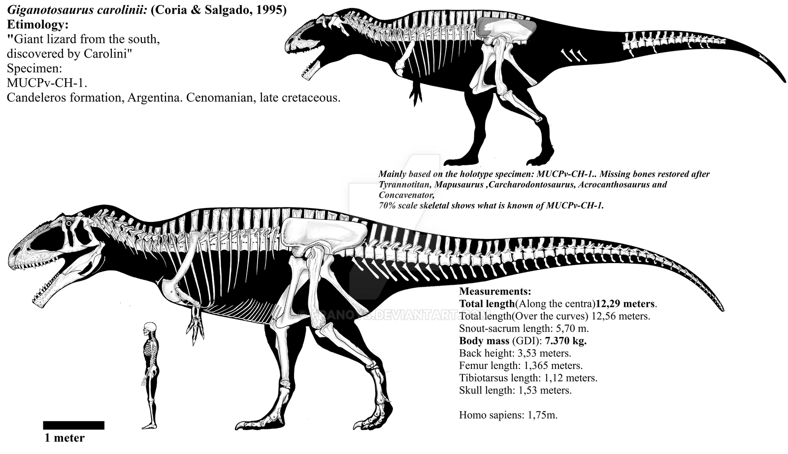 Giganotosaurus carolinii skeletal diagram.