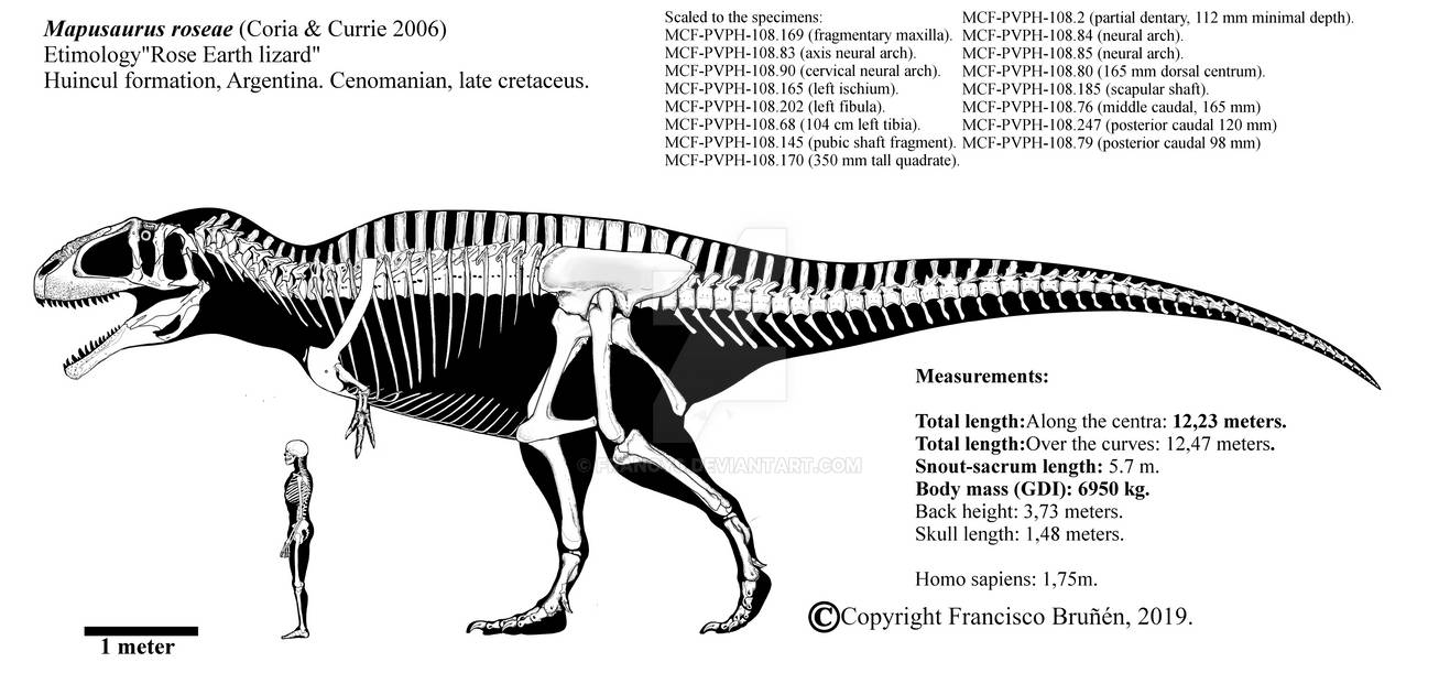 Mapusaurus roseae skeletal diagram. by Franoys