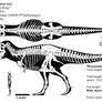 Tyrannosaurus rex skeletal diagram (CM 9380)