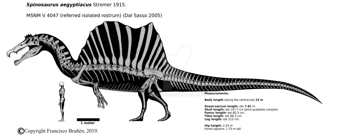 A mathematical analysis on Spinosaurus mass. by Franoys on DeviantArt