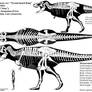 Tyrannosaurus rex skeletal diagram (BHI 3033)