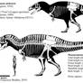Acrocanthosaurus atokensis (NCSM 14345) skeletal