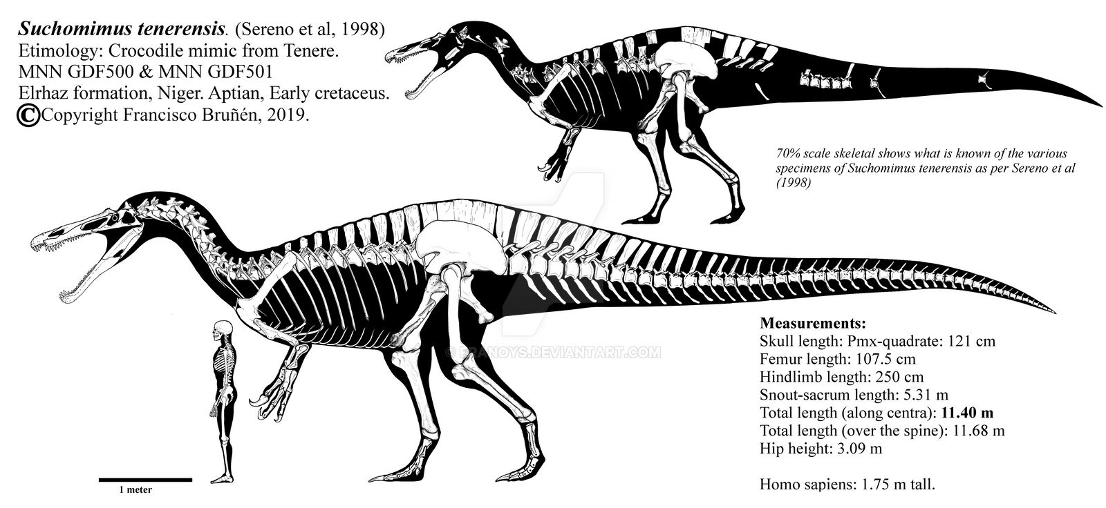 Suchosaurus Size Suchomimus tenerensis skeletal reconstruction. by Franoys on DeviantArt
