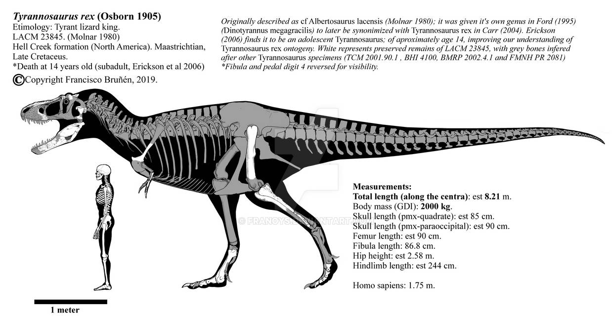 Tyrannosaurus rex LACM 23845 skeletal diagram. by Franoys on DeviantArt