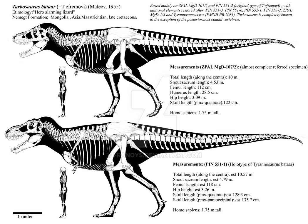 Top 10 tyrannosáuridos más grandes Tarbosaurus_bataar_adults_skeletal_diagrams_by_franoys_dcgb4gl-pre.jpg?token=eyJ0eXAiOiJKV1QiLCJhbGciOiJIUzI1NiJ9.eyJzdWIiOiJ1cm46YXBwOjdlMGQxODg5ODIyNjQzNzNhNWYwZDQxNWVhMGQyNmUwIiwiaXNzIjoidXJuOmFwcDo3ZTBkMTg4OTgyMjY0MzczYTVmMGQ0MTVlYTBkMjZlMCIsIm9iaiI6W1t7InBhdGgiOiJcL2ZcL2ViZmNlZjZiLTc2ZWMtNDU3Mi05ODFlLTI2ZmJlNGIyN2ZhYlwvZGNnYjRnbC0yMmFmMTA0Ni0yOTQwLTRlOGUtYTAzMC1iZTA0ZTc0YzJmODgucG5nIiwiaGVpZ2h0IjoiPD0xMTY0Iiwid2lkdGgiOiI8PTE2MDAifV1dLCJhdWQiOlsidXJuOnNlcnZpY2U6aW1hZ2Uud2F0ZXJtYXJrIl0sIndtayI6eyJwYXRoIjoiXC93bVwvZWJmY2VmNmItNzZlYy00NTcyLTk4MWUtMjZmYmU0YjI3ZmFiXC9mcmFub3lzLTQucG5nIiwib3BhY2l0eSI6OTUsInByb3BvcnRpb25zIjowLjQ1LCJncmF2aXR5IjoiY2VudGVyIn19