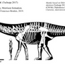 Galeamopus pabsti SMA 0011 skeletal restoration.