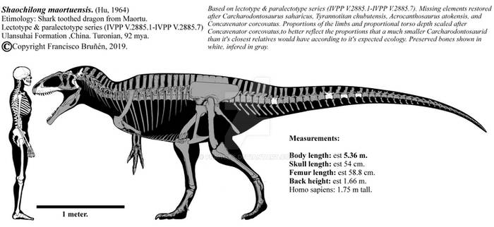 Shaochilong maortuensis skeletal diagram.