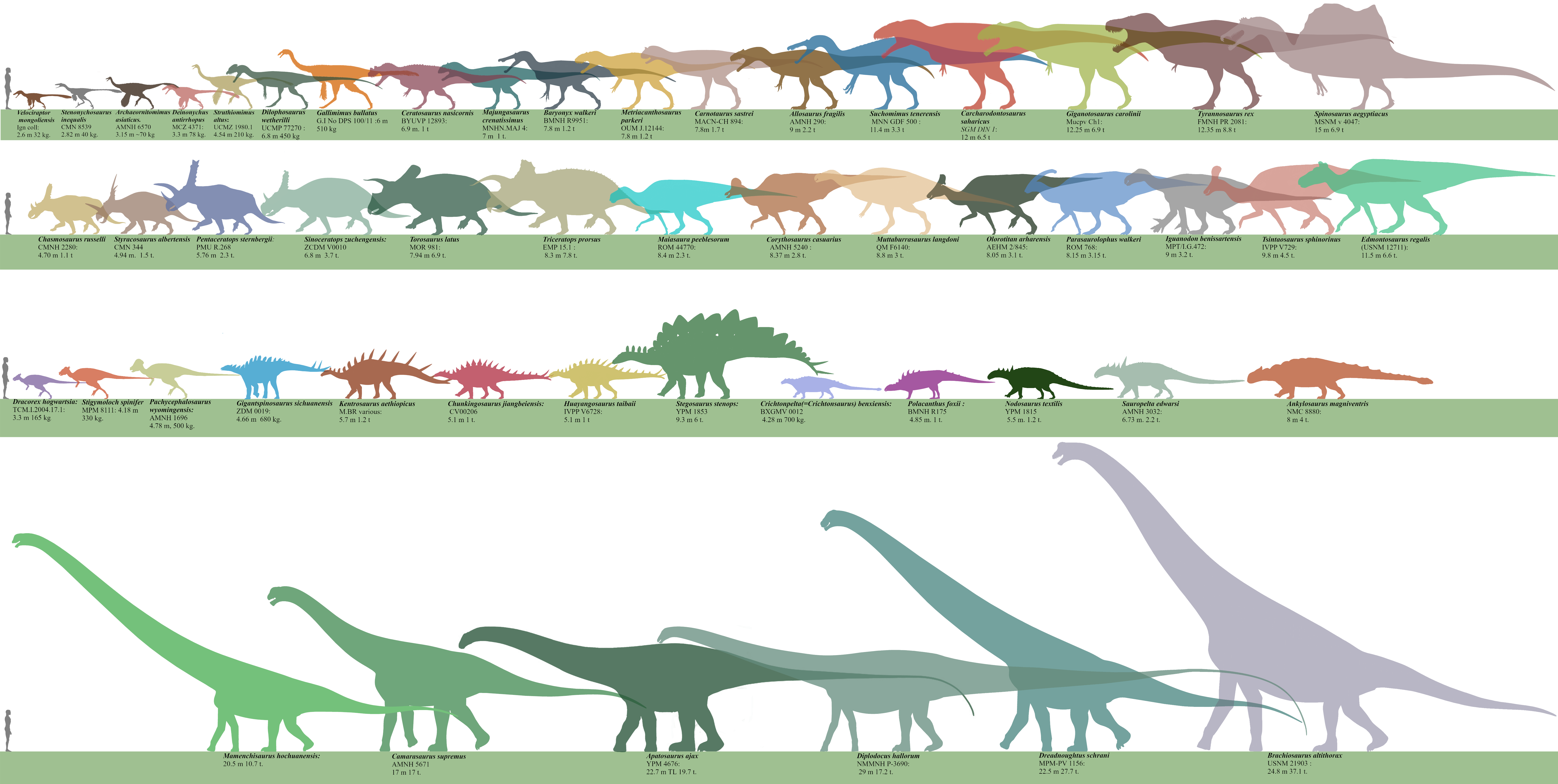 Dinosaur Size Comparison Chart