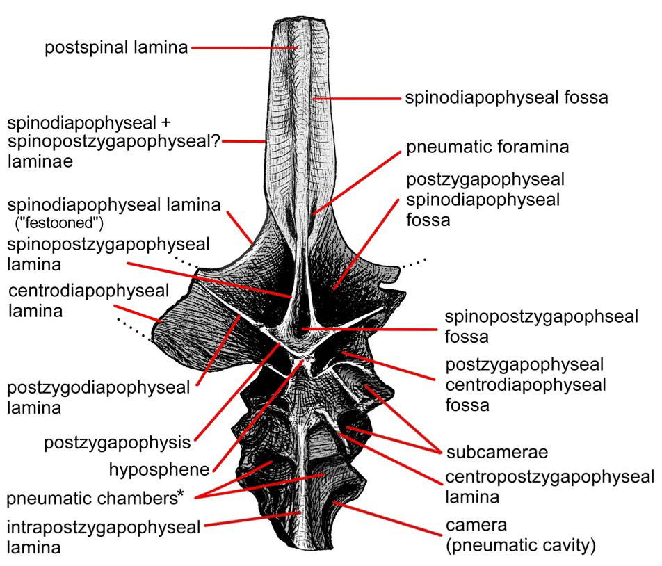 Carpenter2018-amphicoelias-fragillimus-is-maraapun by Franoys Carpenter2018-amphicoelias-fragillimus-is-maraapun by Franoys