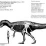 Allosaurus ( Saurophaganax ) maximus skeletal