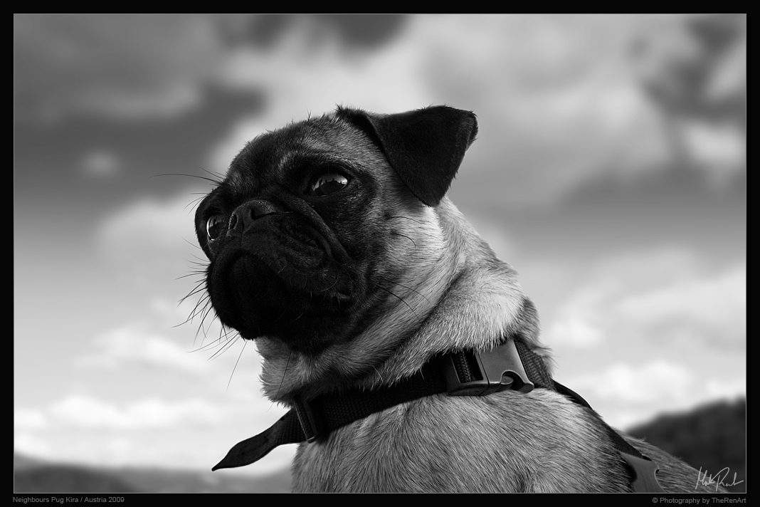 Kira Pug BW Portrait