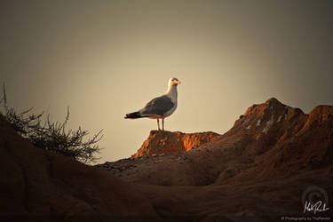 Portuguese Gull II