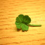 Lucky Four Leaf