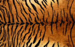 Tiger Fur