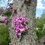 Flowers growing out of a Tree trunk