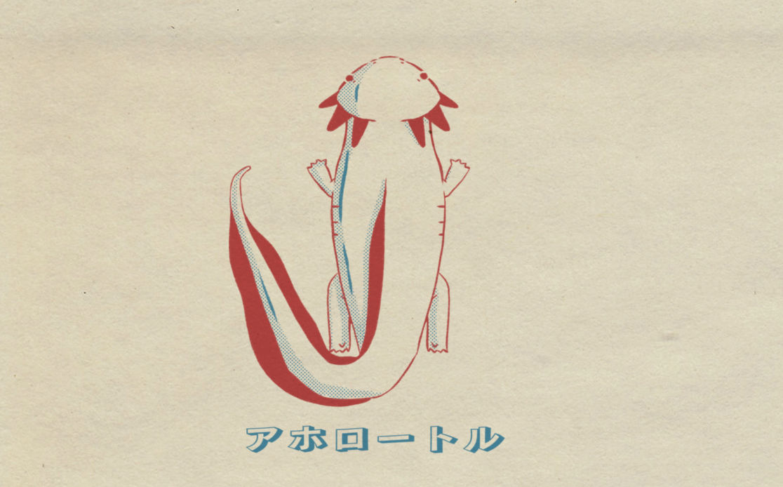 Axoltl by ParrzivaI on DeviantArt