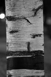 Birch BW