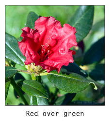 Red over green