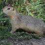 Prairie Gopher