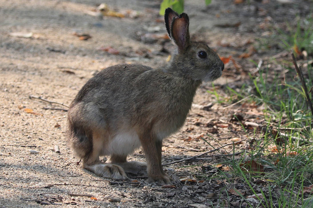 Domcratic Rabbit Rabbit by Duskrat on DeviantArt