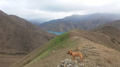 Jax watching sheep