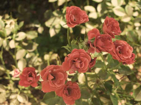 Soft Roses Art Soft Roses by chocolatebanana on DeviantArt