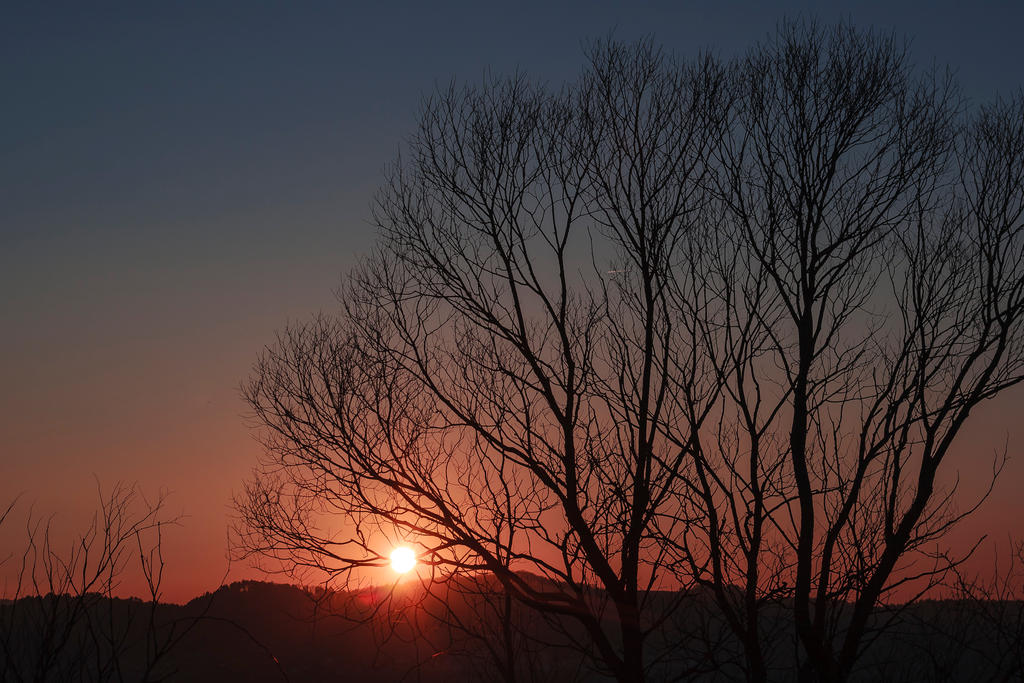 Tree's Silhouette II