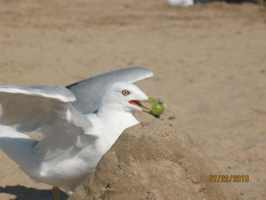 Beach Gull