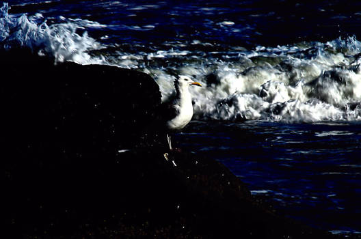 Gull Profile Strong