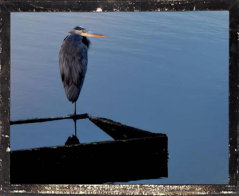 Blue Heron Back Creek Framed