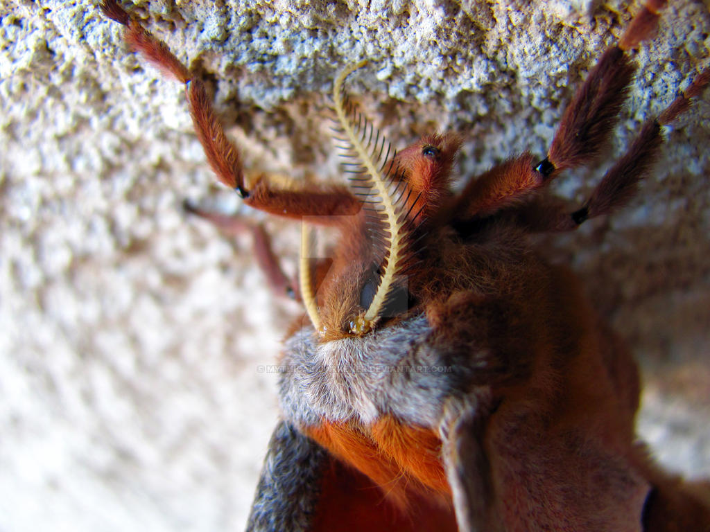 Polyphemus Moth I