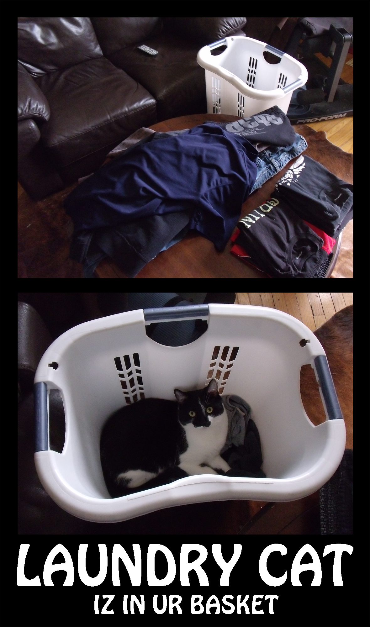 LAUNDRY CAT