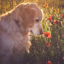 Poppysmell in morning light